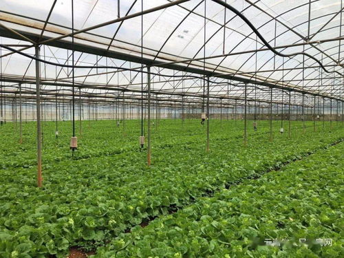 云南省出臺兩項管理辦法，強化初級農產品收購質量安全監管